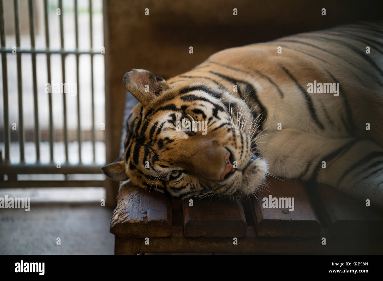 Tigre en una jaula del zoo Foto de stock