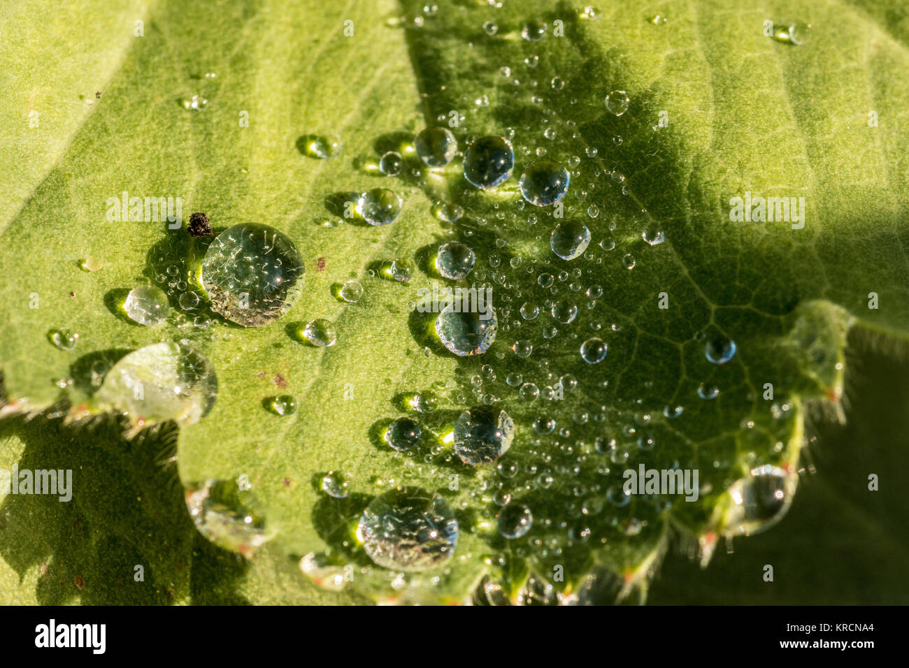 Gotas de agua sobre una hoja verde en el parque Foto de stock