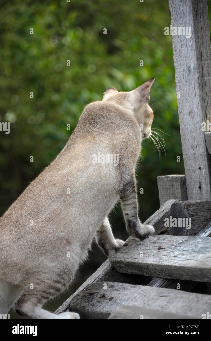 Gato de color gris azulado, hembra de pie sobre un puente de madera. Foto de stock