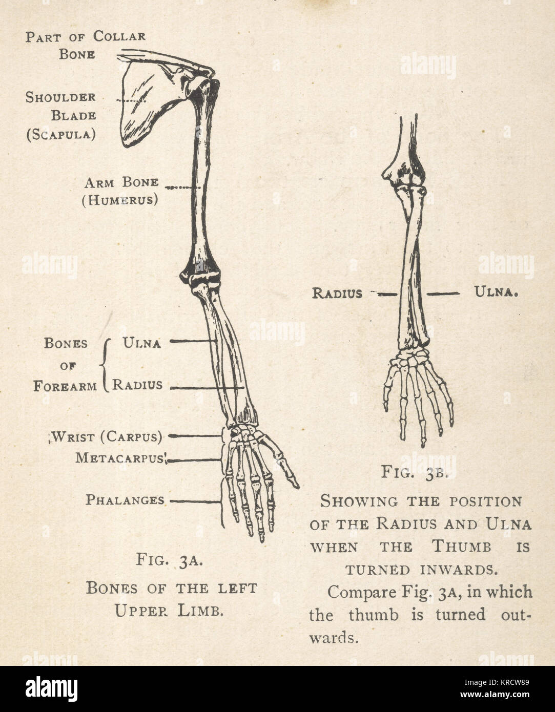 Los diagramas de los huesos del brazo y de la mano izquierda, mostrando la  posición del radio y cúbito cuando el pulgar está girada hacia adentro. El  omóplato y parte de la