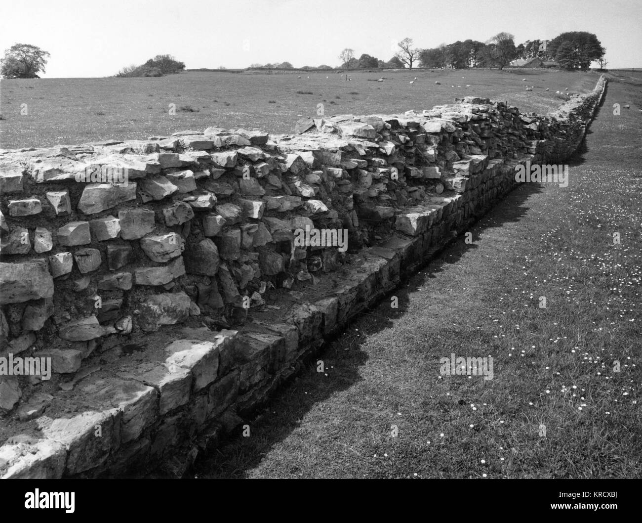 Parte de la Muralla de Adriano en Birdoswald Fort, en singular, porque en ningún otro momento pueden todos los componentes del sistema fronterizo romano se encuentran en un área tan pequeña. Fecha: 1960 Foto de stock