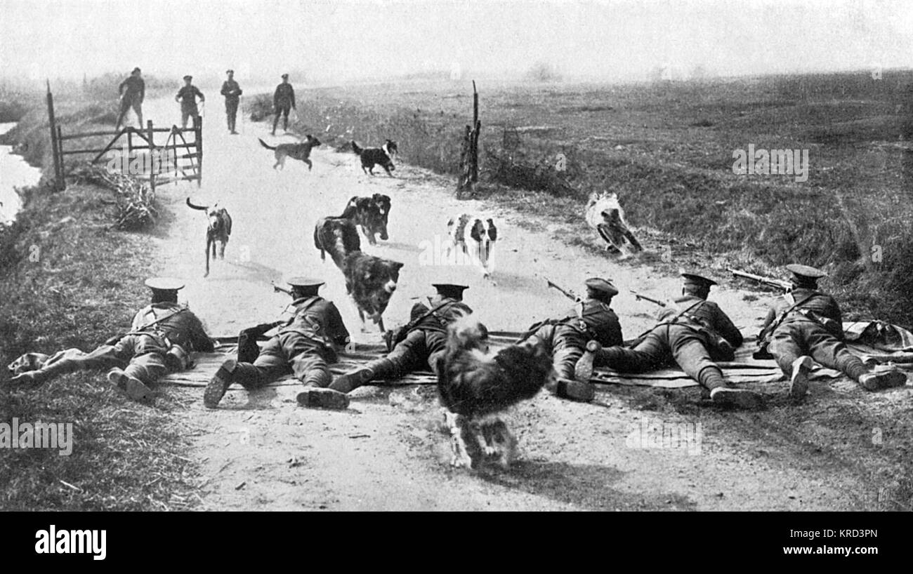 WW1 perros mensajeros - entrenándolos bajo fuego de rifle Foto de stock