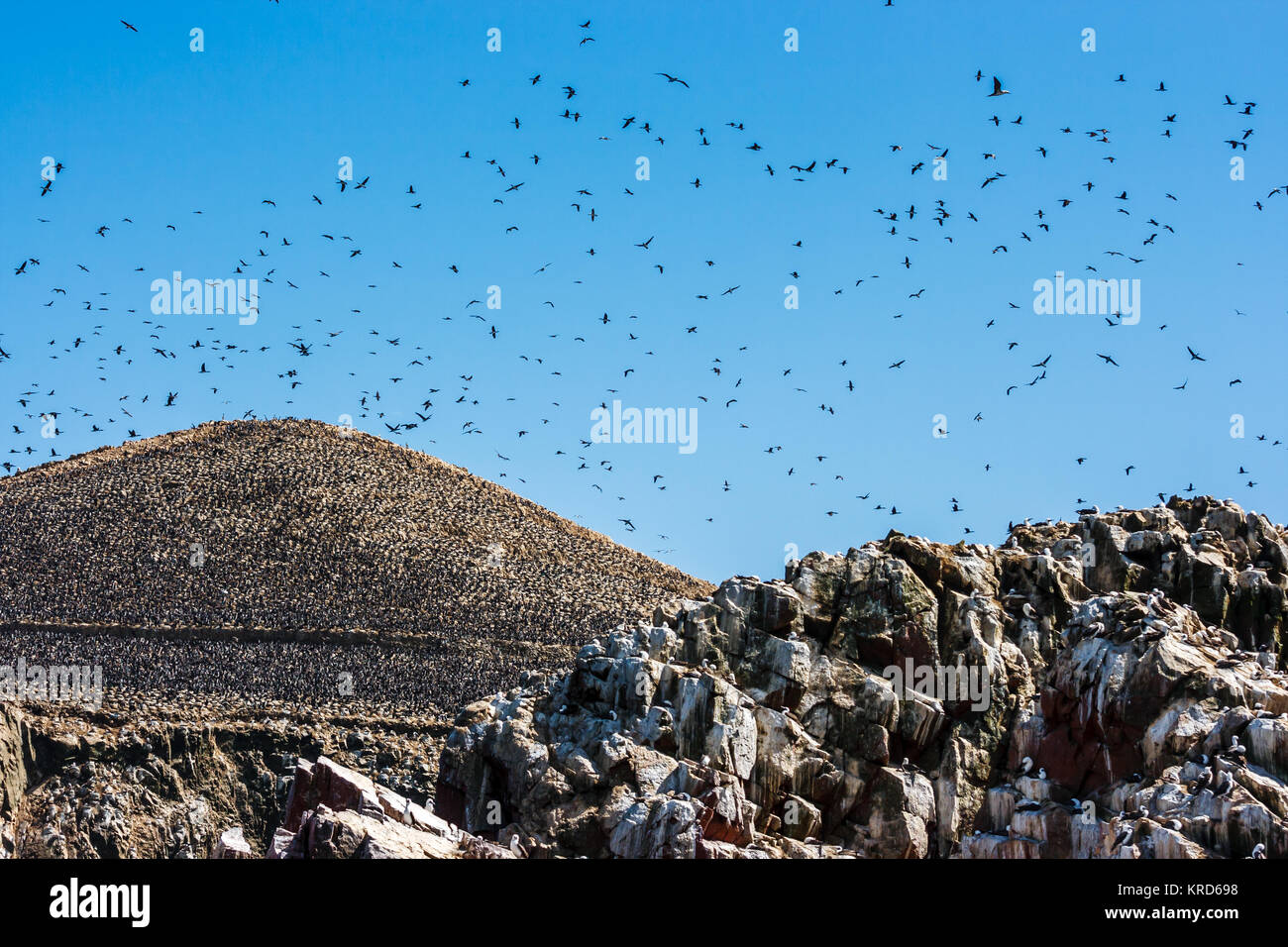 Bandada de pájaros volando sobre la península de Paracas, Islas Ballestas,  Perú Fotografía de stock - Alamy