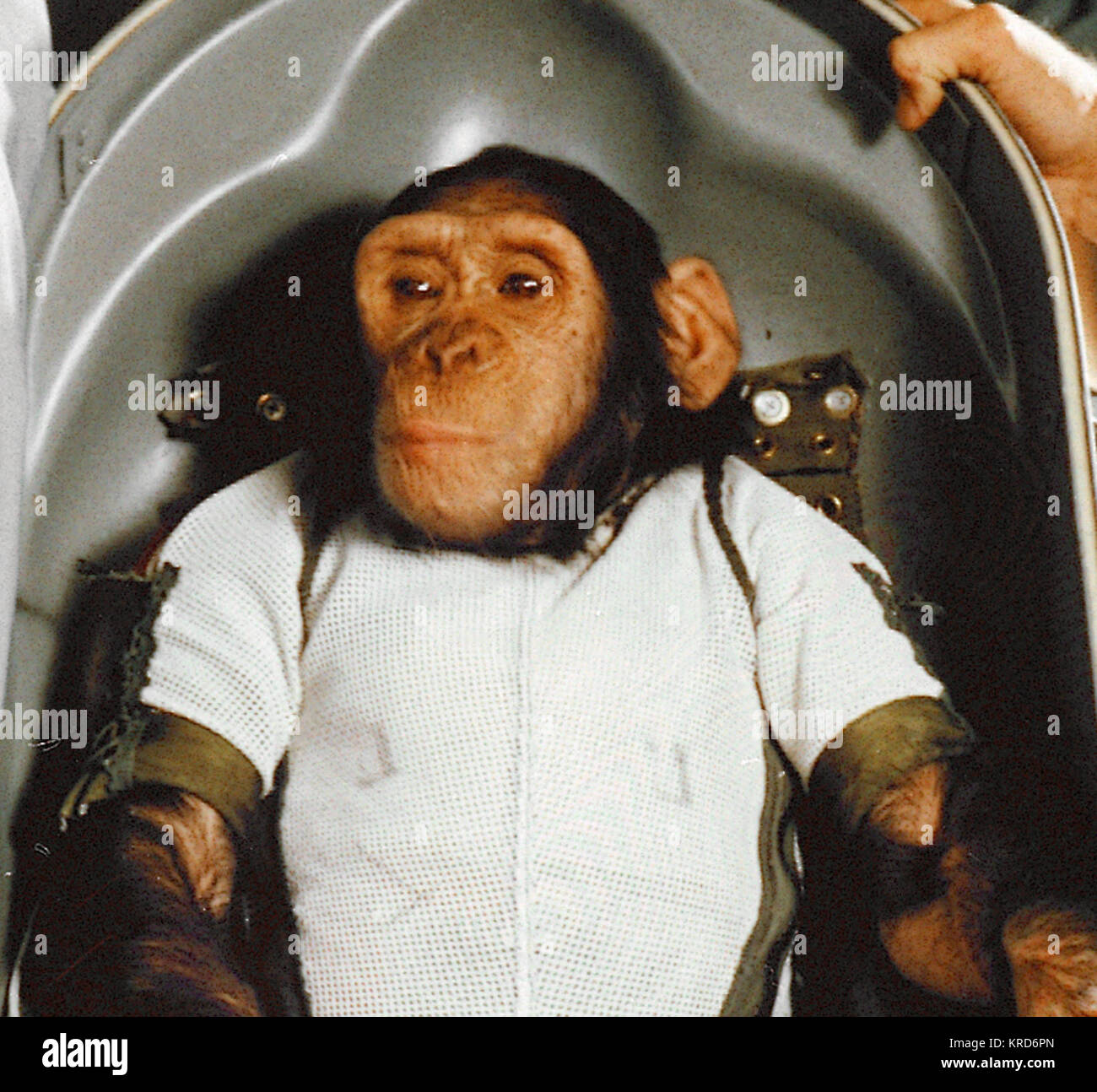 El chimpancé Ham en camilla Biopack - recortado Foto de stock