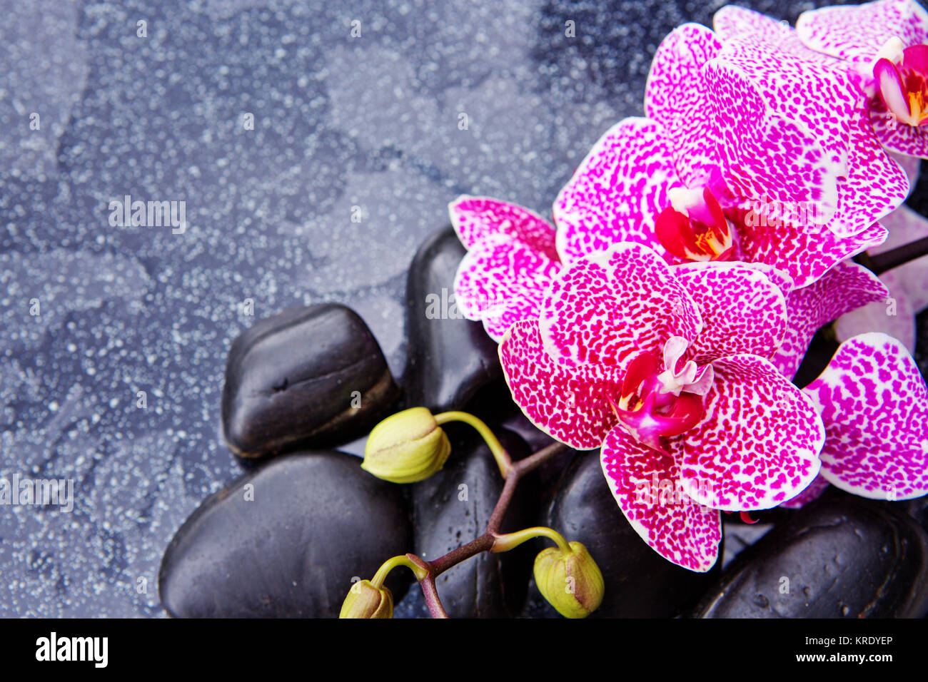 Fondos de pantalla de orquídeas fotografías e imágenes de alta resolución -  Alamy