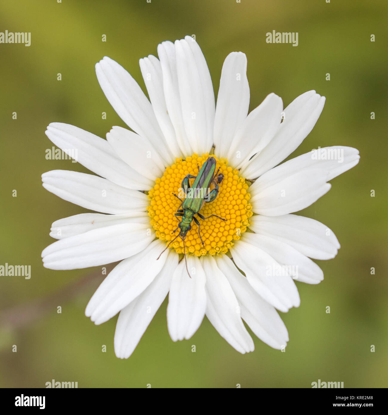 Oedemera nobilis, también conocido como el falso escarabajo de aceite, patas gruesas de flores o hinchada-thighed escarabajo escarabajo, en un oxeye daisy Foto de stock