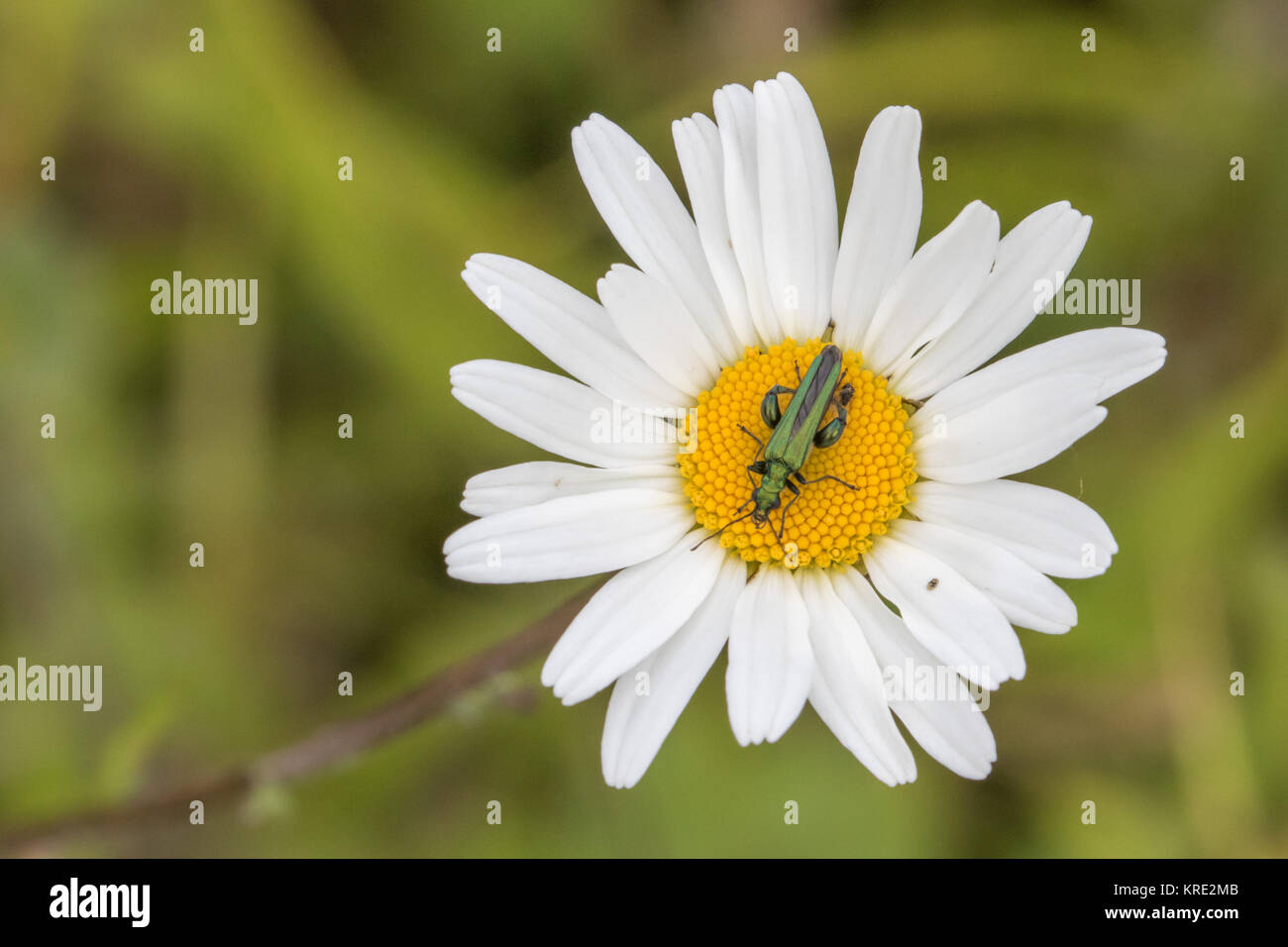 Oedemera nobilis, también conocido como el falso escarabajo de aceite, patas gruesas de flores o hinchada-thighed escarabajo escarabajo, en un oxeye daisy Foto de stock