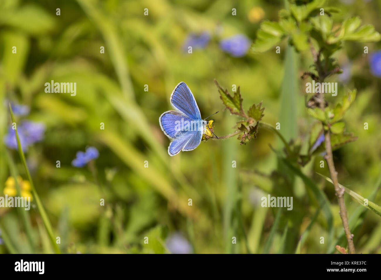 Mariposa Azul común (Polyommatus icarus) Foto de stock