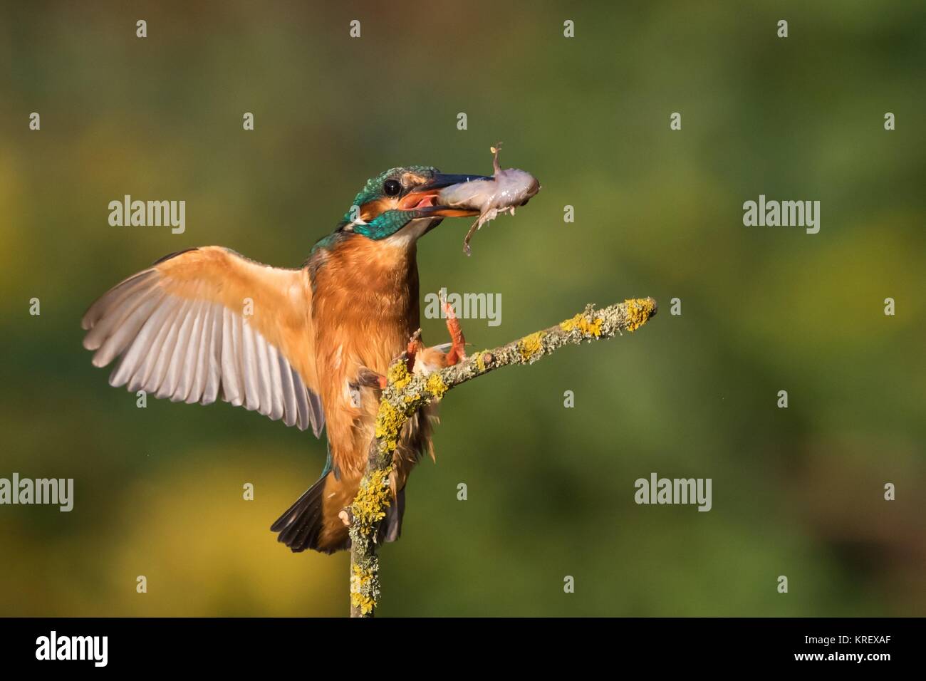 Kingfisher con pescado acercan ansitzast Foto de stock