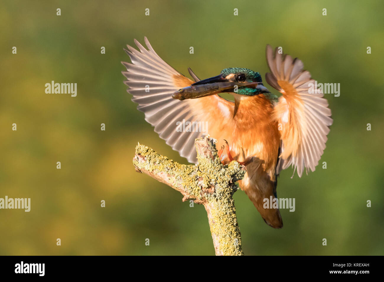 Kingfisher con pescado acercan ansitzast Foto de stock