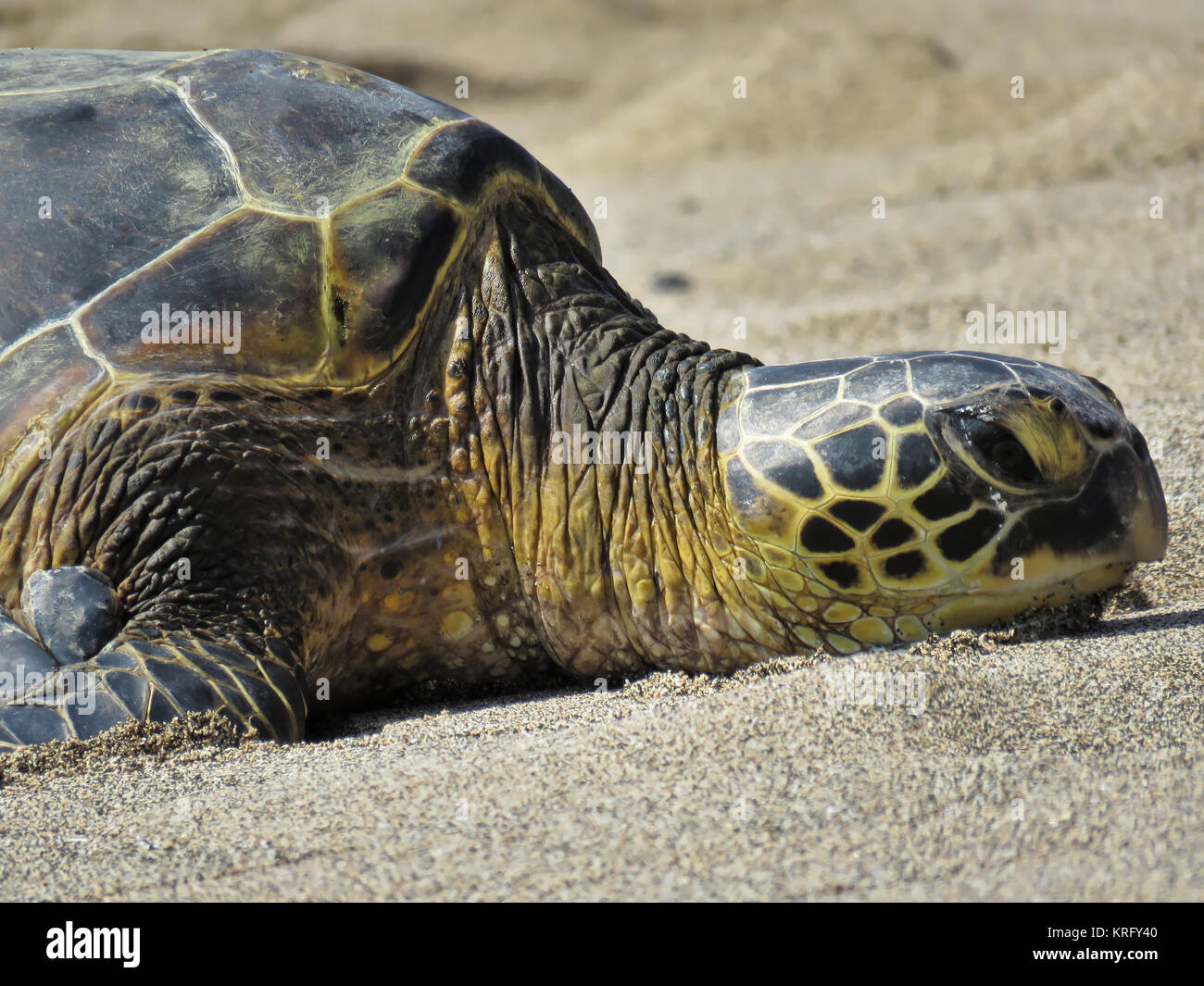 Wild tortuga verde (Chelonia mydas) descansando en una playa en la Isla Grande de Hawai Foto de stock