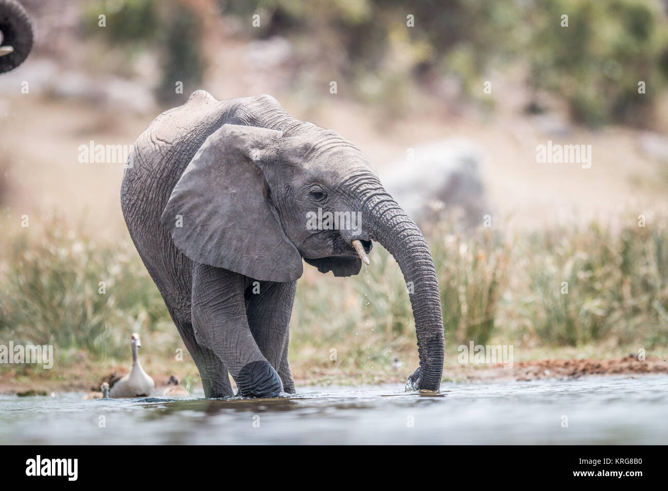 Un Elefante bebiendo. Foto de stock