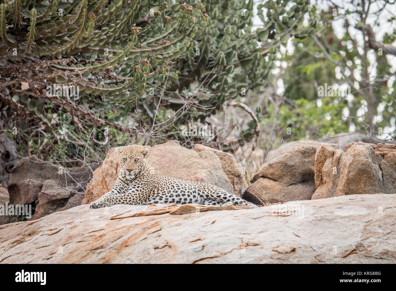 Leopard en las rocas. Foto de stock