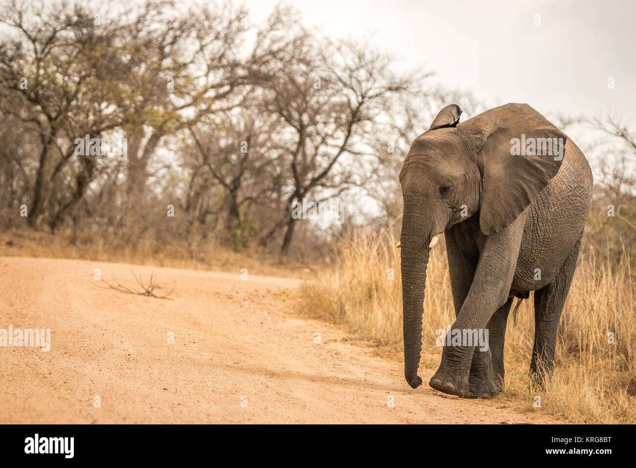 Un Elefante caminando por la carretera. Foto de stock