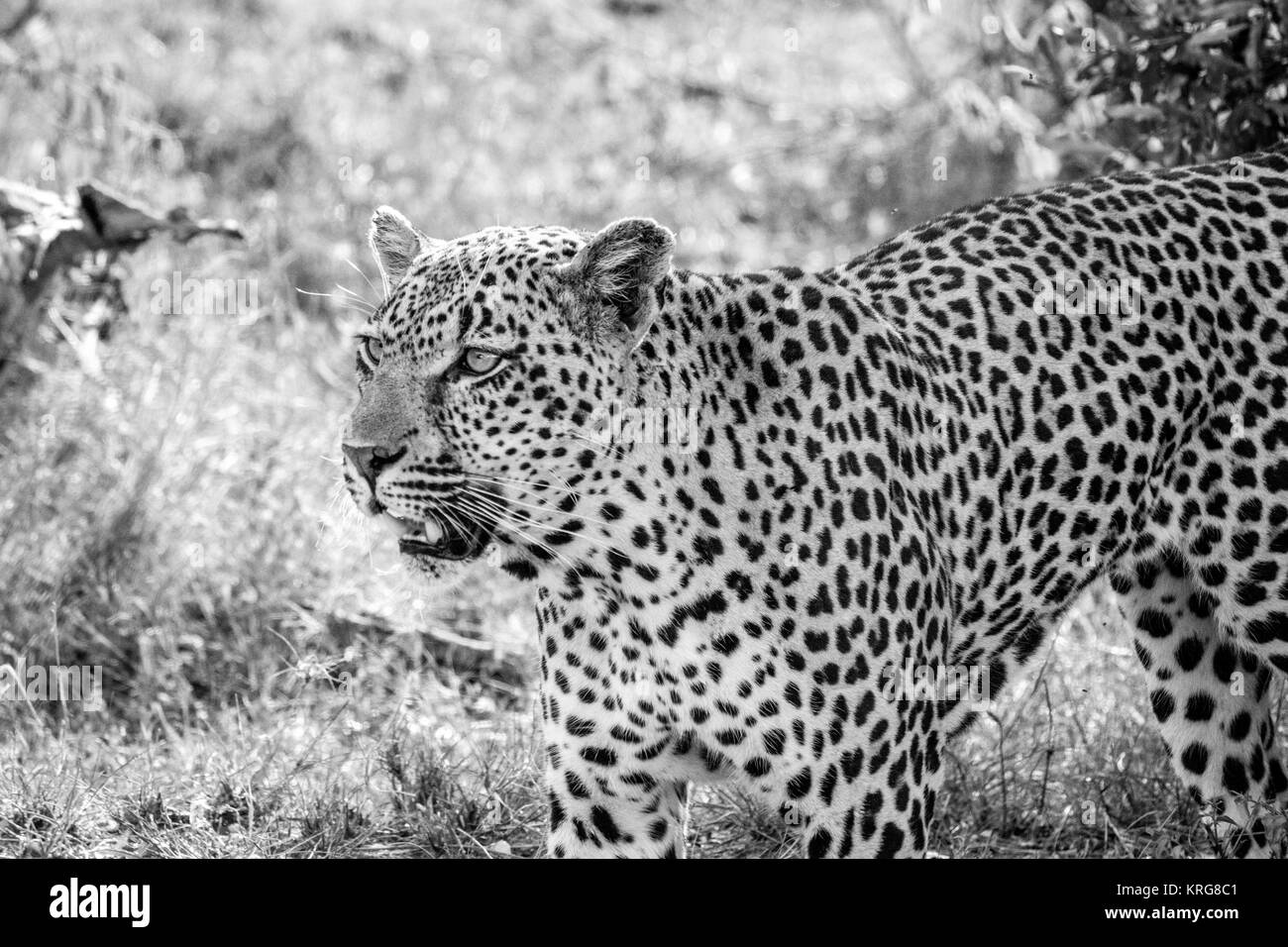 Leopard caminar en la hierba en blanco y negro. Foto de stock