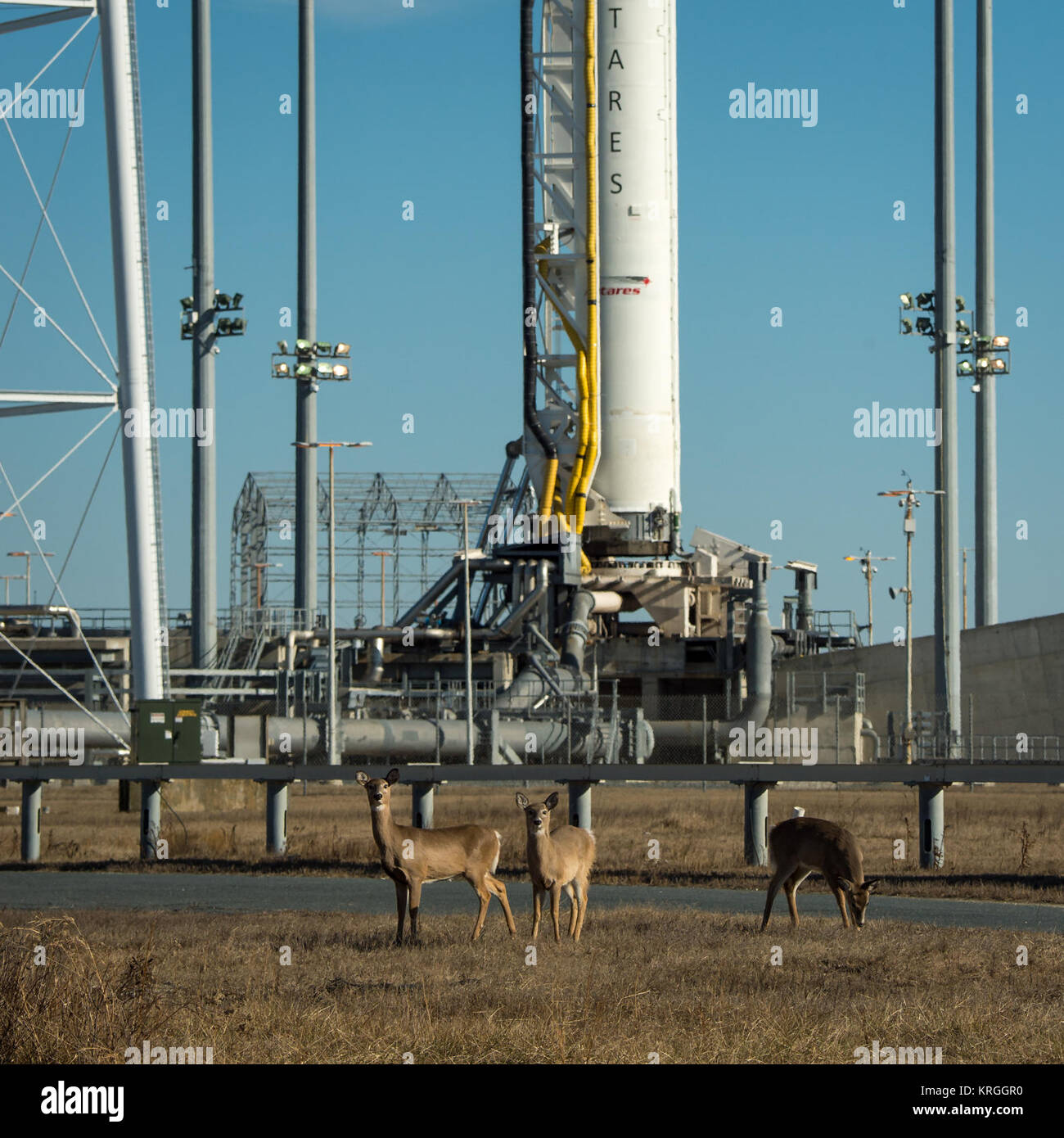 Ciervos pastan cerca de la Orbital Sciences Corporation Antares cohete, Launch Pad-0A, a NASA's Wallops Flight Facility, Miércoles, 8 de enero de 2014, en la Isla Wallops, Virginia. Crédito de la foto: (NASA/Bill Ingalls) 20140106 ciervos pastan cerca del Antares CRS-1 cohete 201401080003Orb (HQ). Foto de stock