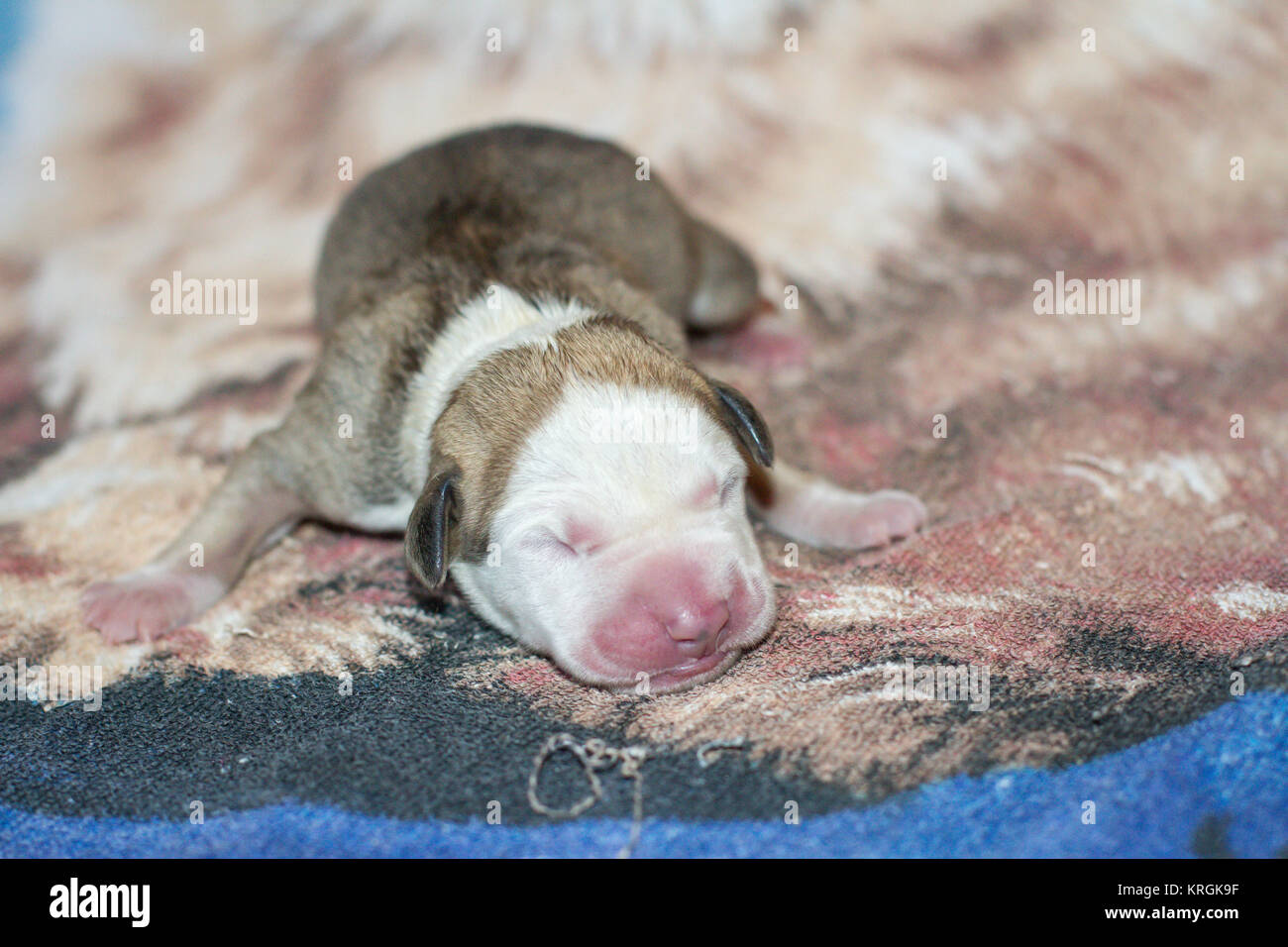 Pit bull terrier recién nacido fotografías e imágenes de alta resolución -  Alamy