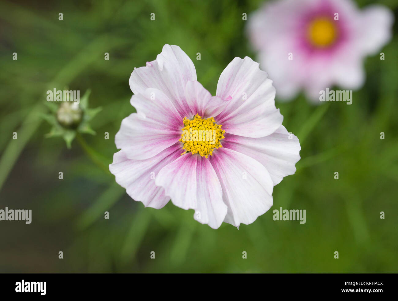Cosmos 'Daydream' flores. Foto de stock