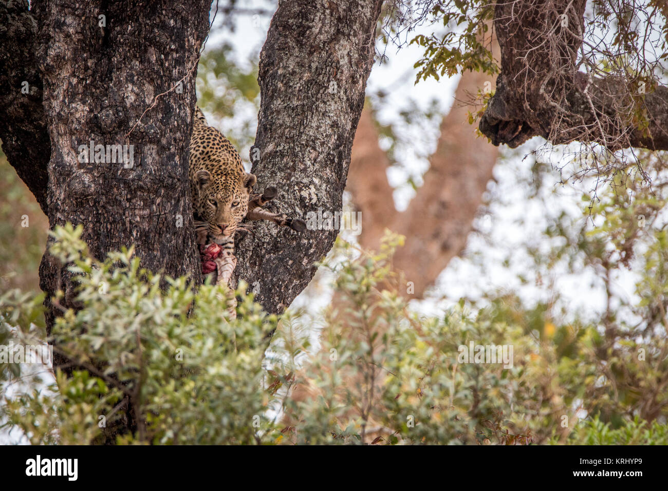 Leopard alimentándose de una cebra en un árbol. Foto de stock