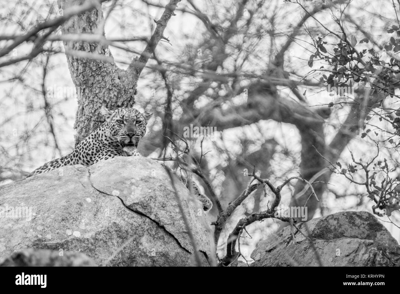 Leopard en las rocas, en blanco y negro. Foto de stock