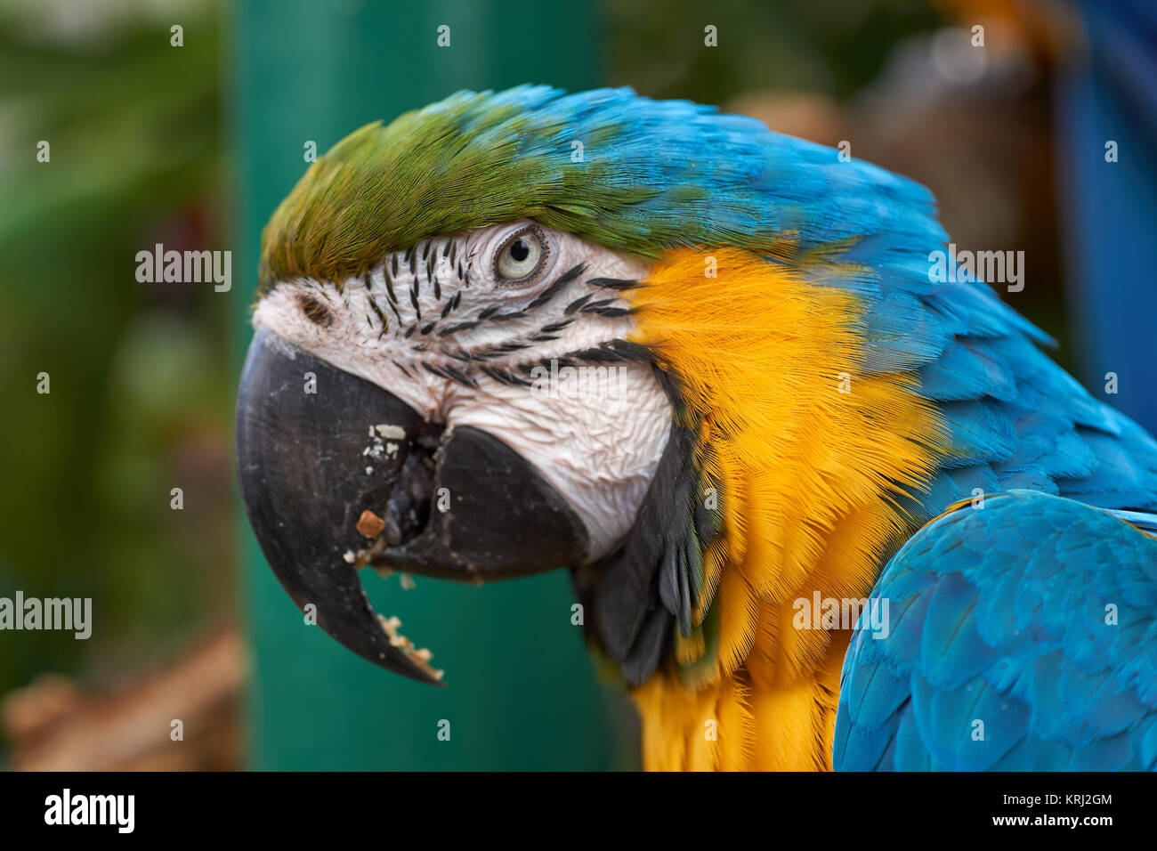 Azul y Amarillo guacamayo (Ara ararauna) - loros cabeza desde el lateral Foto de stock