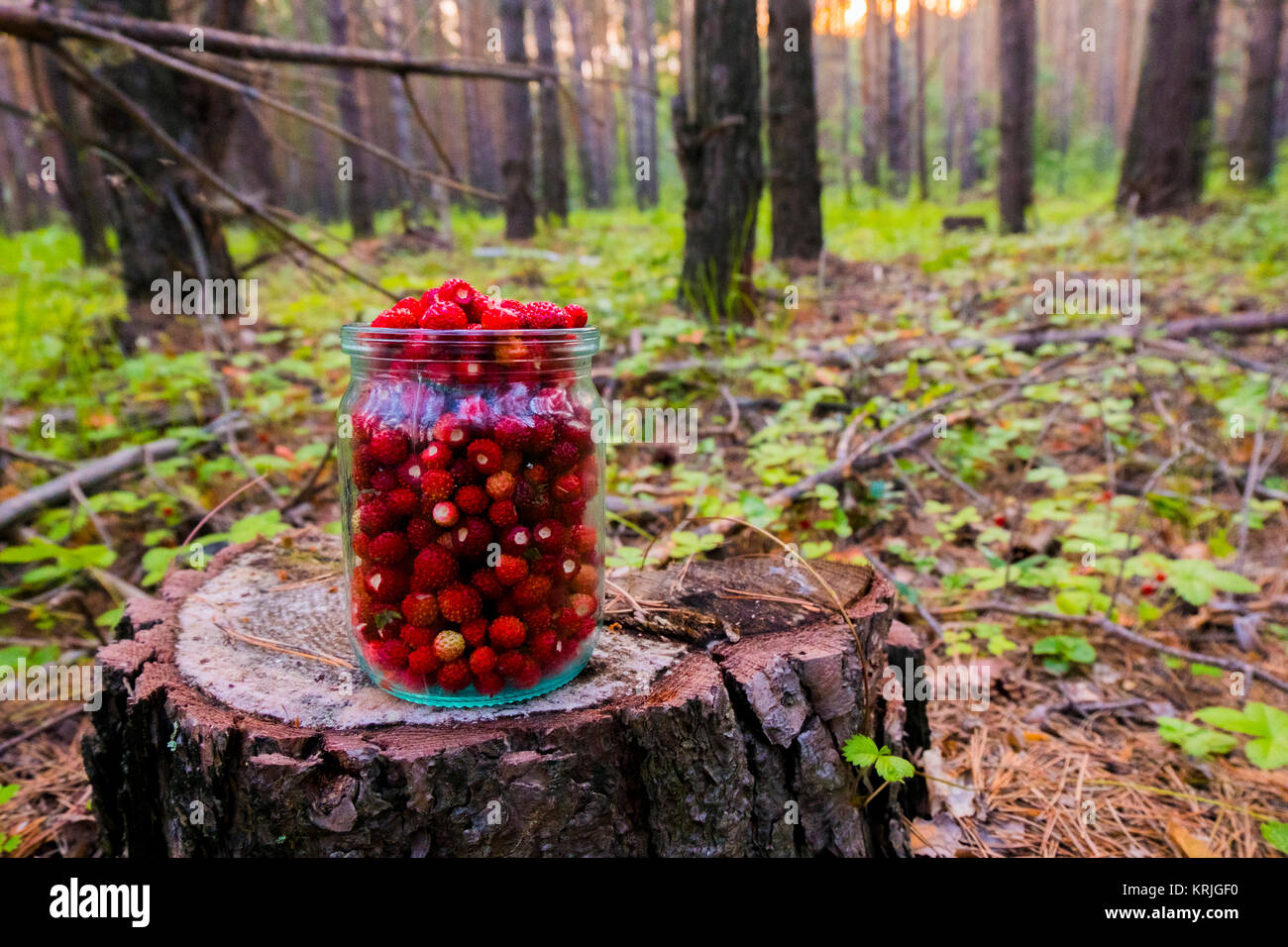 Jarra de fresas rojas sobre tocón de árbol en el bosque Foto de stock