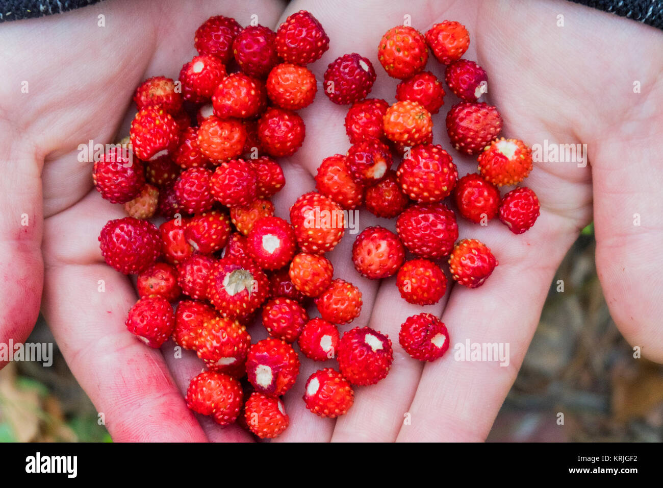 Manos sosteniendo las fresas rojas frescas Foto de stock