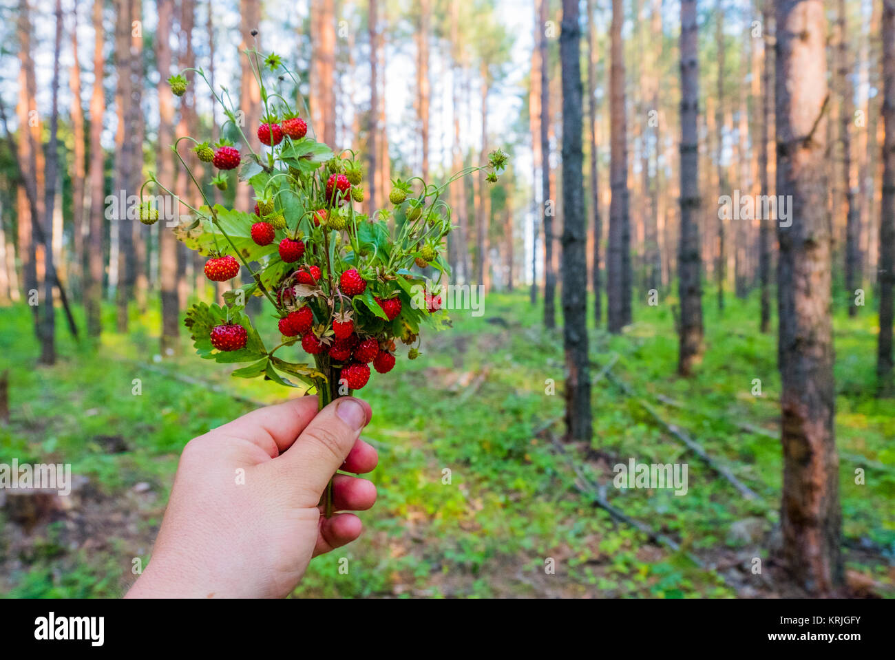 Mano sujetando el ramo de fresas de bosque Foto de stock