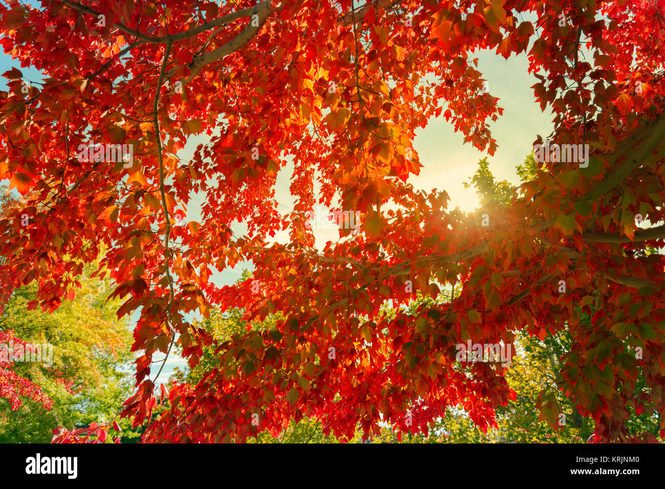 Hojas de otoño colorido Foto de stock
