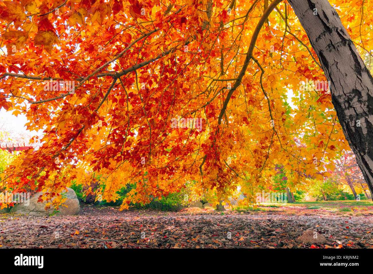 Hojas de otoño colorido Foto de stock