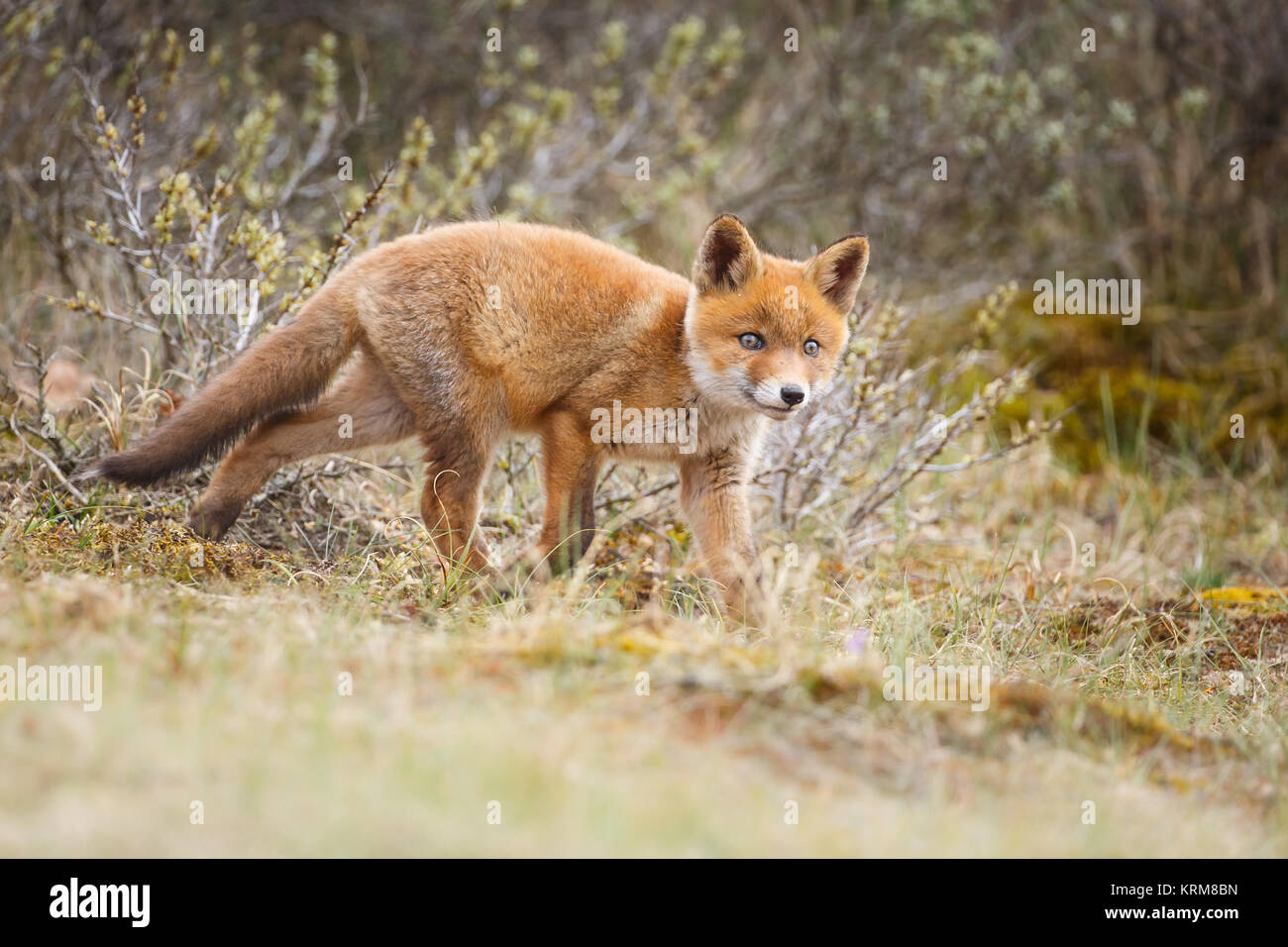 Red Fox Cub durante la primavera Foto de stock