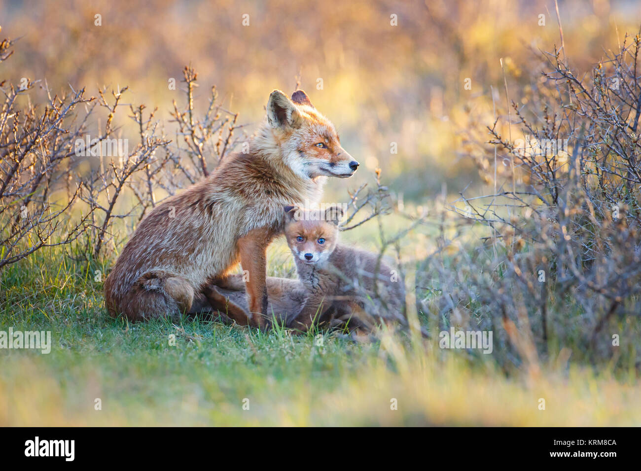 Red Fox Cub durante la primavera Foto de stock