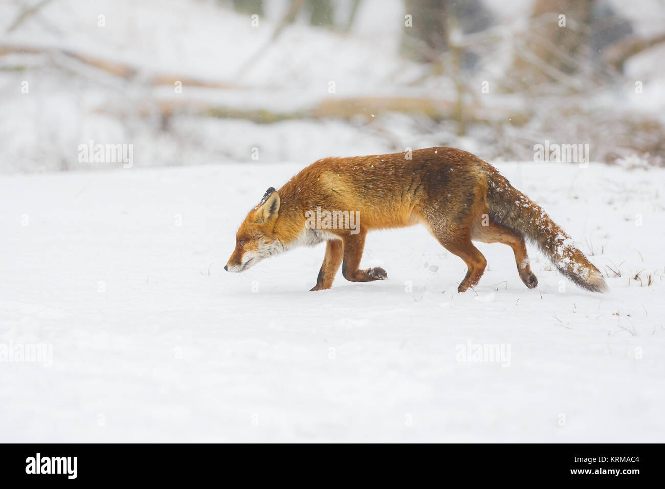 Zorro Rojo en un paisaje de invierno Foto de stock