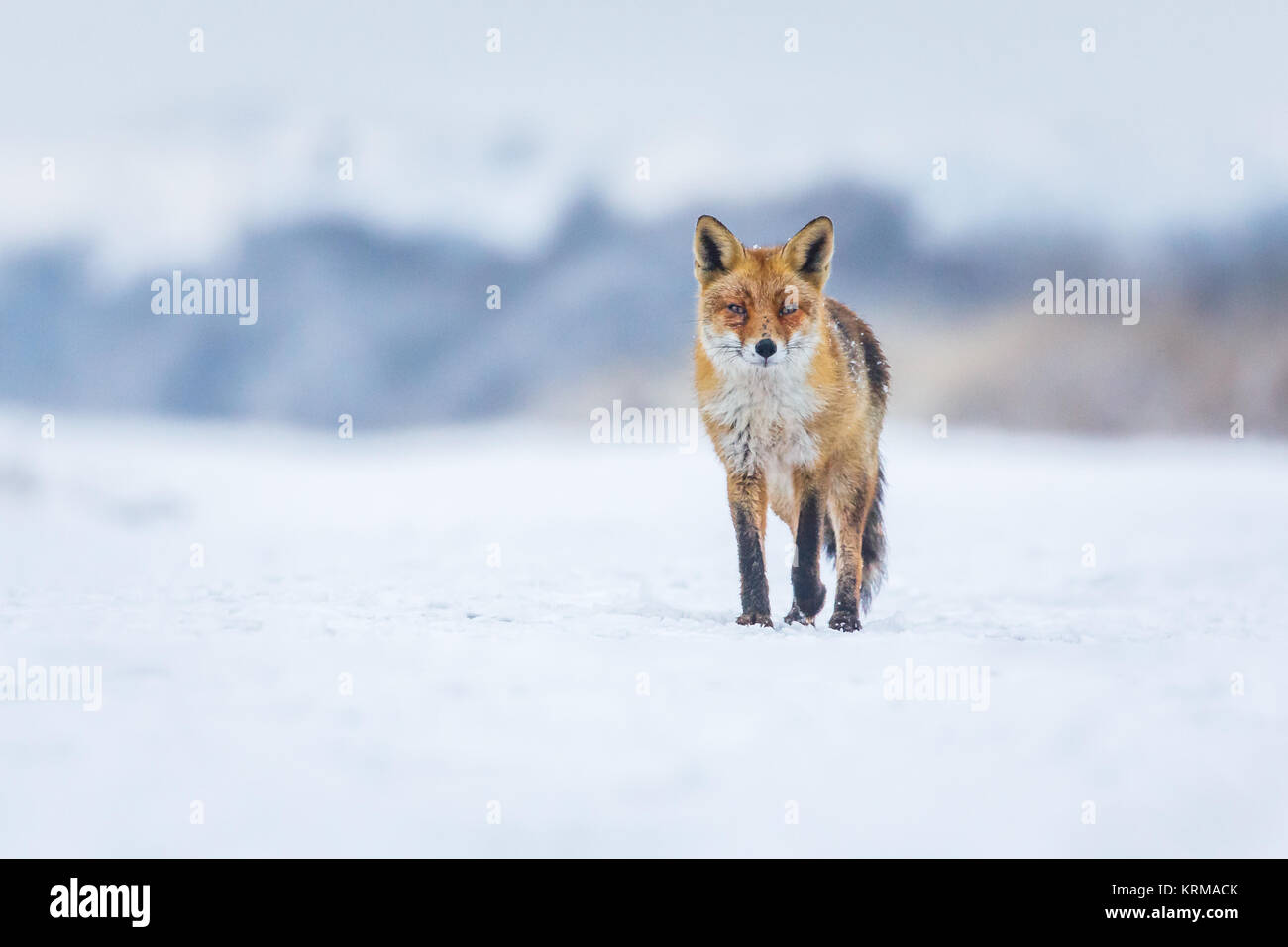 Zorro Rojo en un paisaje de invierno Foto de stock