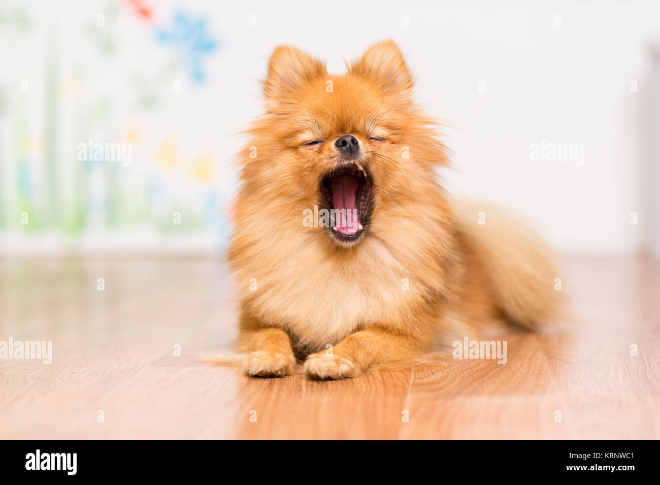 El perro de la raza del perro Pomerania yace en el suelo, estirando sus patas delante de él y bostezos Foto de stock