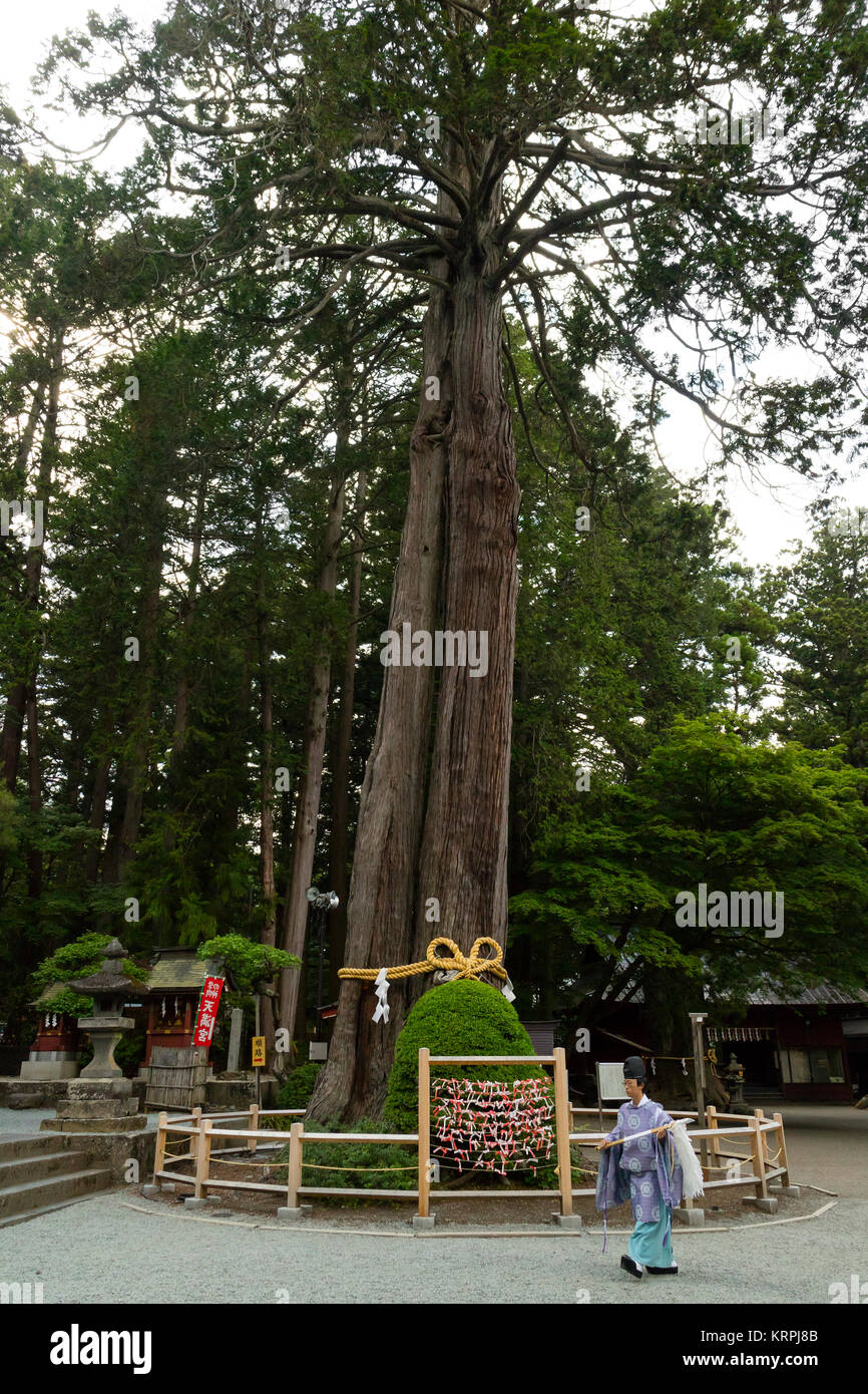 Ciudad de Fujiyoshida, Japón - Junio 13, 2017: el sacerdote sintoísta pasando un árbol sagrado, goshinboku, en Fujiyoshida Sengen santuario en la ciudad de Fujiyoshida Foto de stock