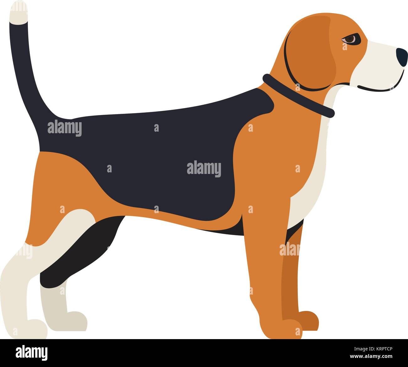 Perro Beagle - Vector color perro raza Beagle permanente grave Ilustración del Vector