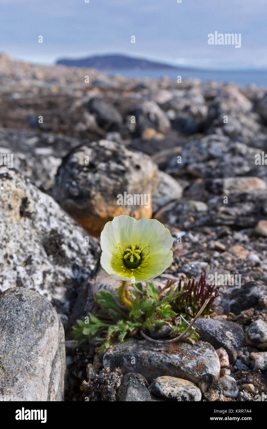 amapola ártica en la tundra