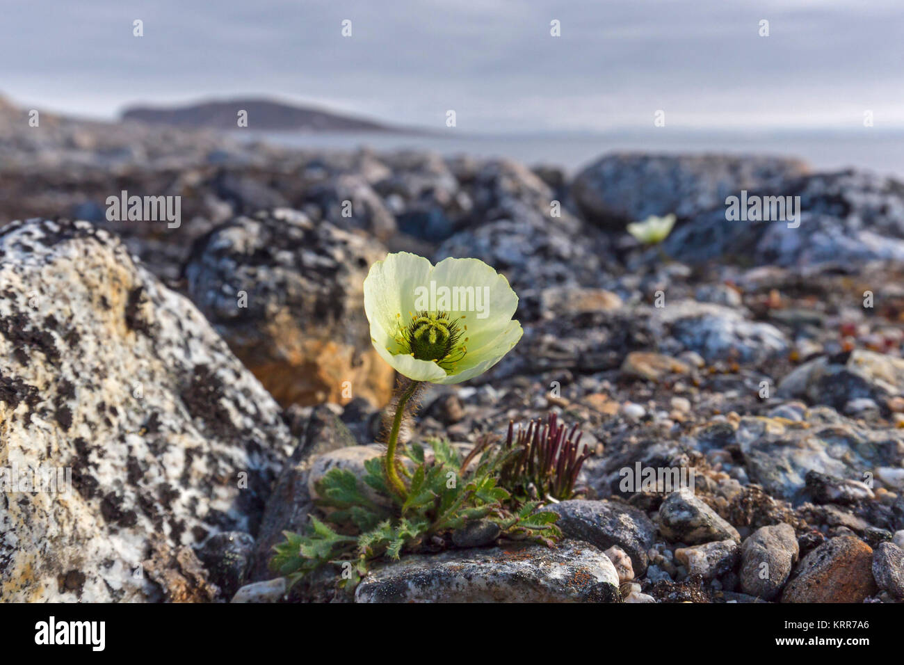 amapola ártica en la tundra