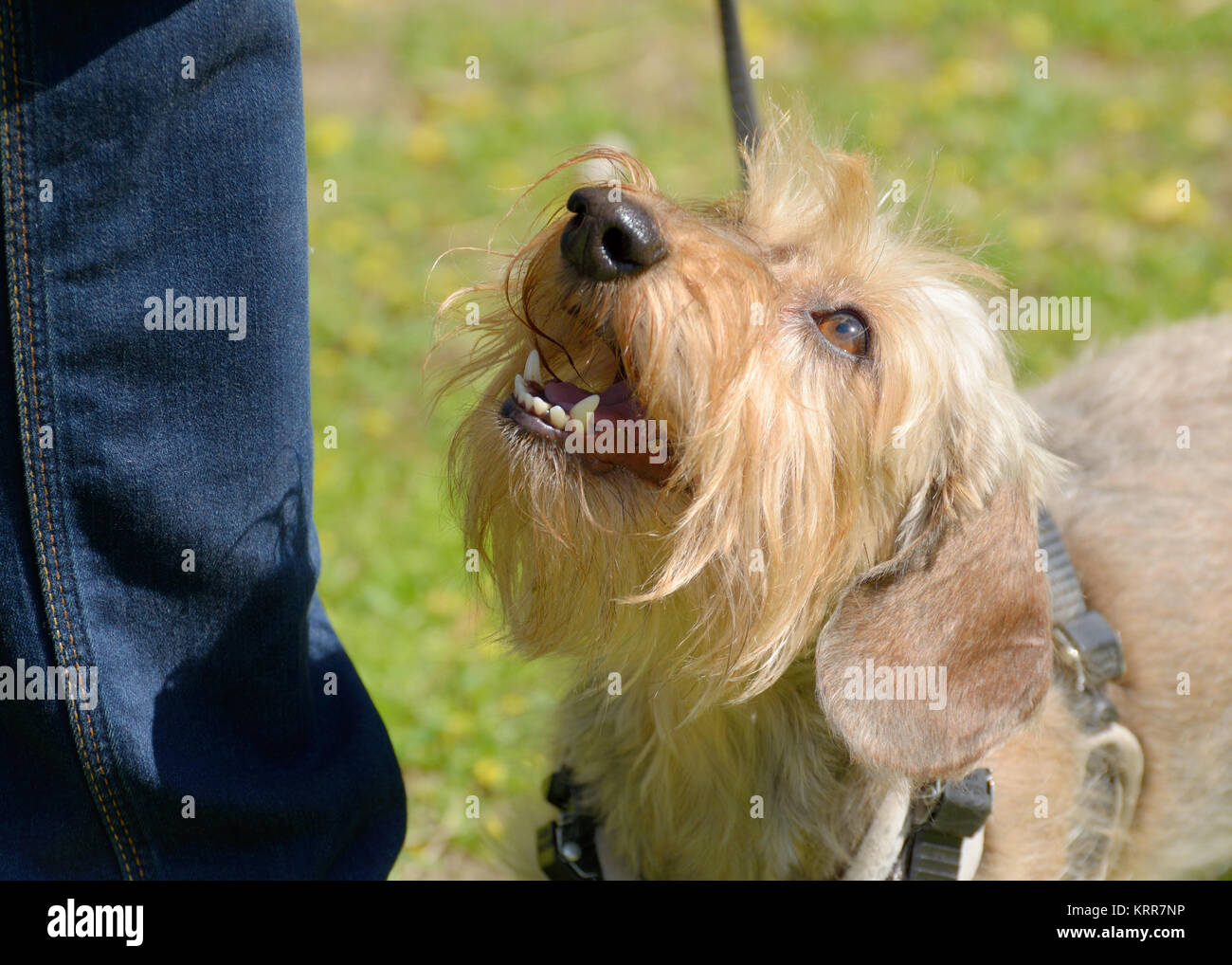 Personaje de perro salchicha fotografías e imágenes de alta resolución -  Página 4 - Alamy