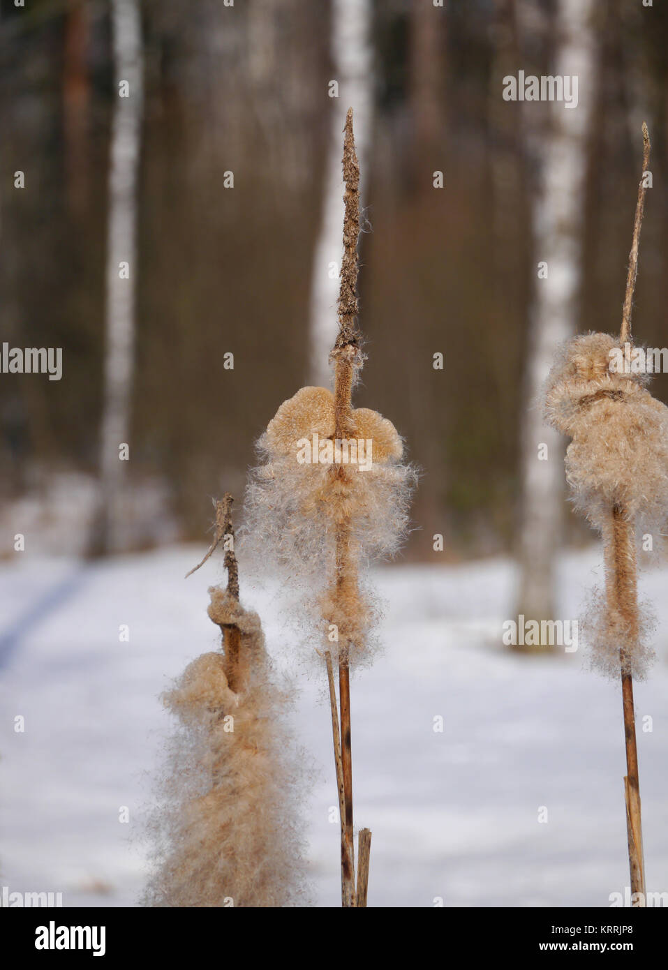 Espadaña con semillas en un highmoor Foto de stock