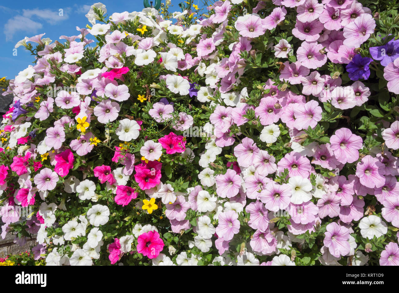 Canasta de flores plantadas con petunias, Crowborough, East Sussex, Inglaterra, Reino Unido Foto de stock