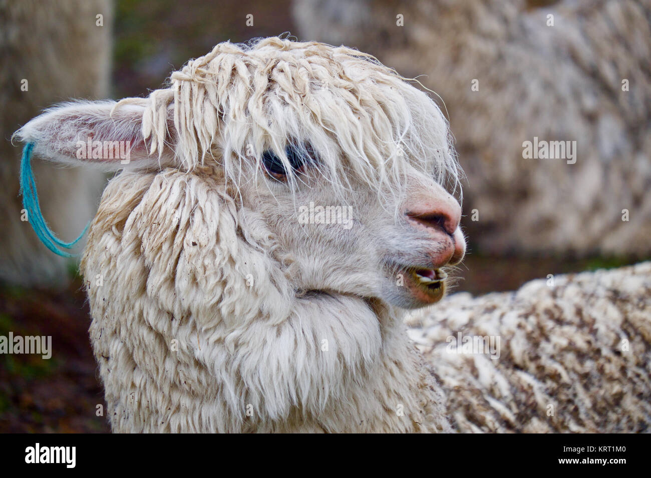 Rebaño de alpacas en Q'ero aldea en los Andes cerca del Valle Sagrado. Q'ero se consideran los antepasados espirituales de los Incas que viven en 4300* m de altitud Foto de stock