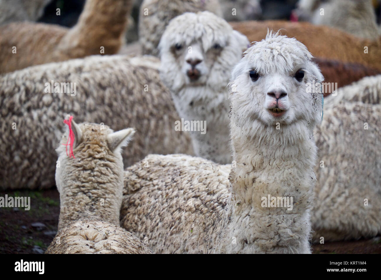 Rebaño de alpacas en Q'ero aldea en los Andes cerca del Valle Sagrado. Q'ero se consideran los antepasados espirituales de los Incas que viven en 4300* m de altitud Foto de stock
