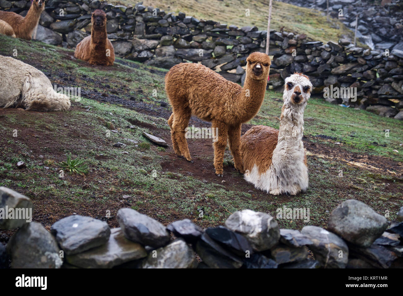 Rebaño de alpacas en Q'ero aldea en los Andes cerca del Valle Sagrado. Q'ero se consideran los antepasados espirituales de los Incas que viven en 4300* m de altitud Foto de stock