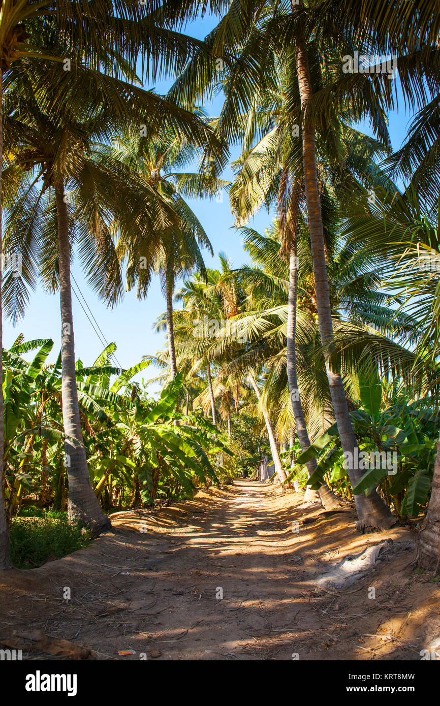 Plátano y plantación de palma africana cerca de Salalah, Omán Foto de stock