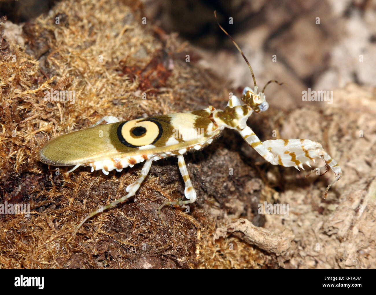 África oriental flor Espinosa (mantis Pseudocreobotra wahlbergi) caminando Foto de stock