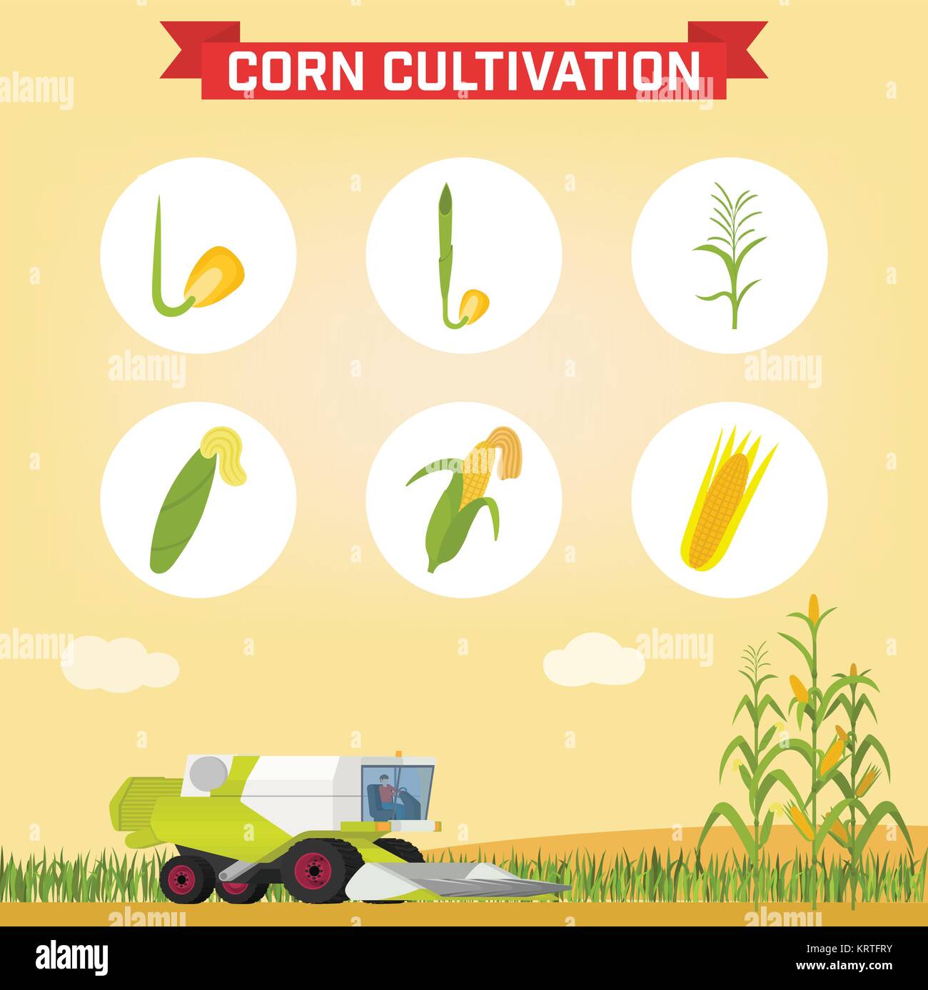 Infografía el cultivo de maíz. Etapas de crecimiento desde la semilla hasta la planta adulta. La Infografía el cultivo de maíz. Etapas de crecimiento desde la semilla hasta la planta adulta. La