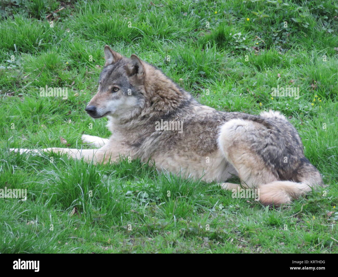 Wolf tumbado en la hierba y mira a la distancia Foto de stock