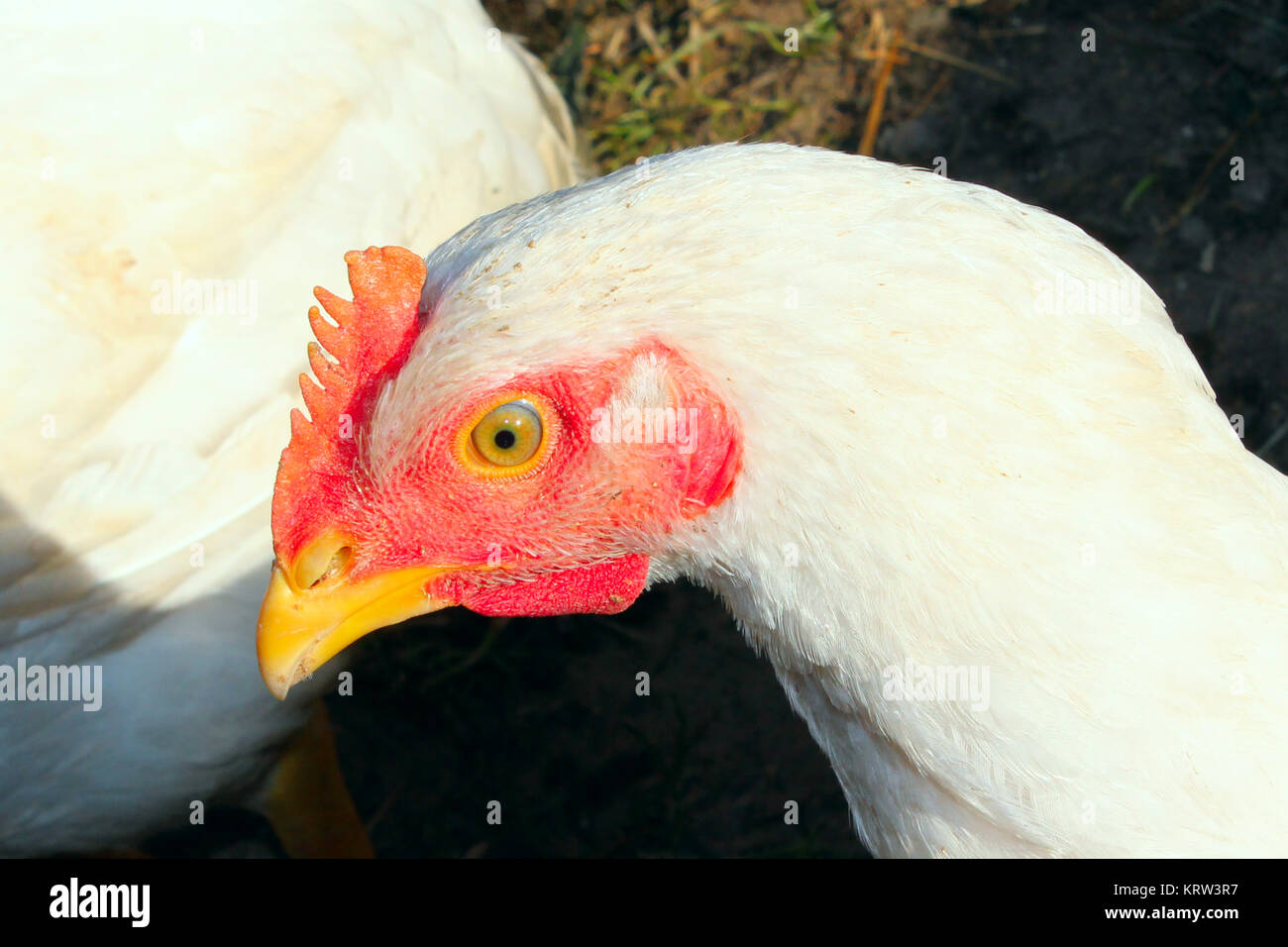 Close-up de gallina en el corral Foto de stock